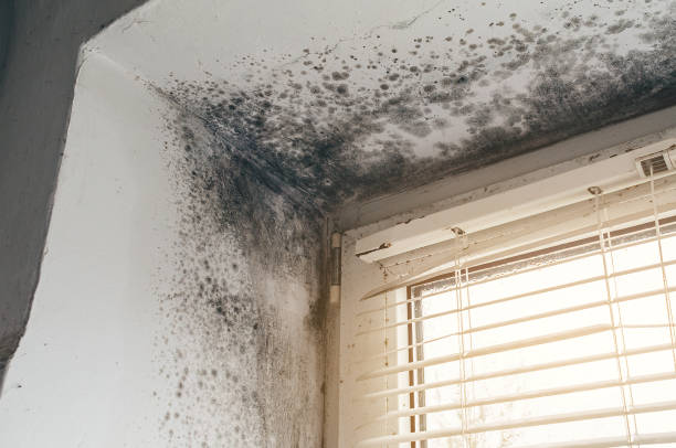 Trusted Black Mold Removal service in Keyport, NJ - Cheap Mold Removal